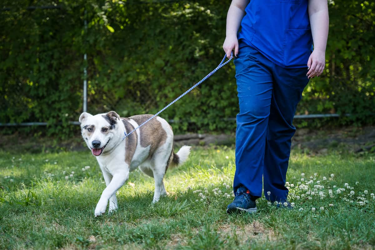 montgomery animal hospital boarding